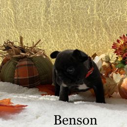 English Bulldog and French Bulldog Puppies from Jones Bulldogs