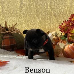 English Bulldog and French Bulldog Puppies from Jones Bulldogs