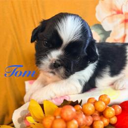 Tom - Black and white male Shih Tzu puppy in Hemet, California from Aloha Shih Tzu