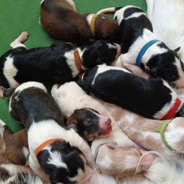 Borzoi puppies from Cherry Hill Borzois