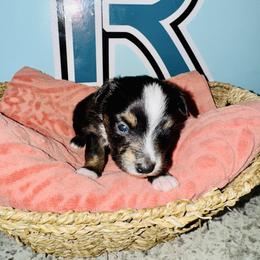 Blk Tri boy - Black tri male Toy Australian Shepherd puppy in Oklahoma City, Oklahoma from Faith River Aussies