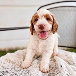 Wrangler - Parti male Labradoodle puppy in Elizabeth City, North Carolina from Howdy Doodles