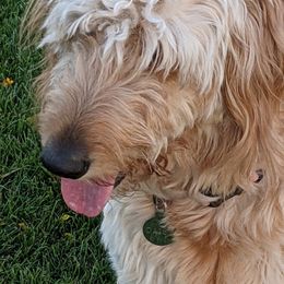 Daisy - Goldendoodle