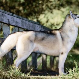 Jacques - Siberian Husky