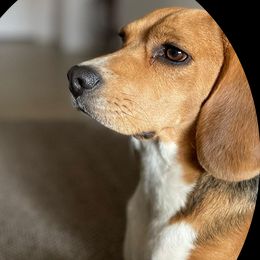 DIOR - Beagle