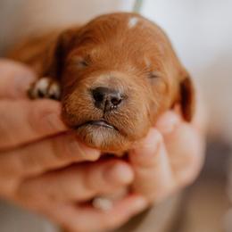 Cavalier - Red  male Goldendoodle puppy in Acton, Maine from Silver Pines Pups