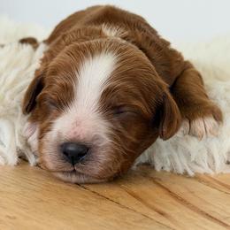 Rory (Purple Collar) - Red female Cavapoo puppy in Preston, Idaho from Rocking JH Pup Co