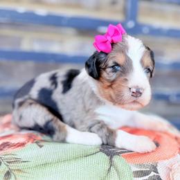 Amber - Blue merle female Aussiedoodle puppy in Cartersville, Georgia from Simply Blessed Doodles