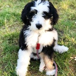 Bernedoodle Puppies from Natchez Trace Doodles