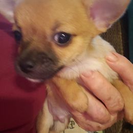 Buster - Chocolate sabled fawn male Chihuahua puppy in Nc, Florida from Brusseluv2