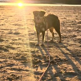 Ryah - Australian Shepherd