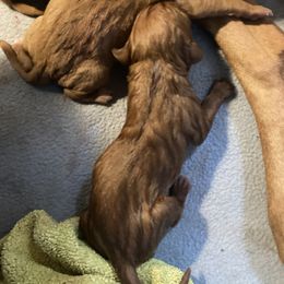 Vizsla puppies from Walter Vizsla