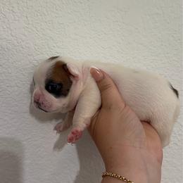 Camellia - Fawn female French Bulldog puppy in Galt, California from The three little frenchies