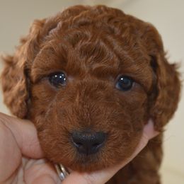 Cinnamon Dulce - Pink Collar - Red  female Goldendoodle puppy in Arcadia, California from Ginger Doodles