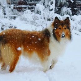 Bark - Collie
