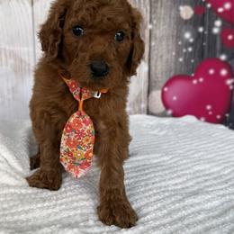 Rocky - Red  male Poodle puppy in Cape Coral, Florida from Ruby the poodle