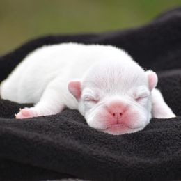 French Bulldog Puppies from ImAgem Frenchies