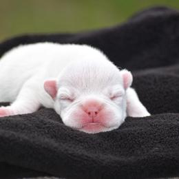 French Bulldog Puppies from ImAgem Frenchies