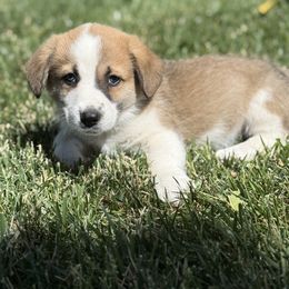 'Blanco' Black collar male - Black and tan male Companion Cross puppy in Parma, Idaho from Chelsea’s Cowgirl Corgis