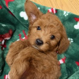 Ginger - Red male Cavapoo puppy in Honolulu, Hawaii from Aloha Paradise Poodles LLC