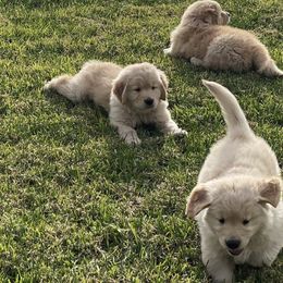 Golden Retrievers from Assurance Golden Retrievers
