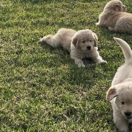 Golden Retrievers from Assurance Golden Retrievers