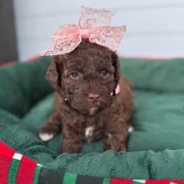 Hershey - Chocolate female Goldendoodle puppy in Miami, Florida from Jade’s Paws & Co. Of Miami LLC