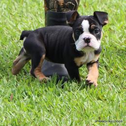Luna - Black tri-color female Bulldog puppy in Winnsboro, Texas from JP Ranch Bulldogs