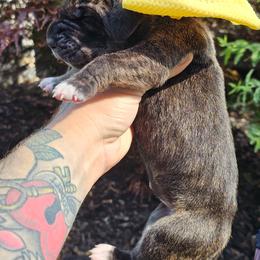 Yellow collar - Brindle female Great Dane puppy in Warren, Ohio from Loyal-Loves Great Danes