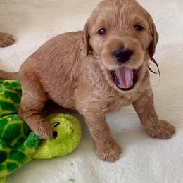 DAKOTA - Red  female Goldendoodle puppy in Porter Ranch, California from Jasperdoodle.com