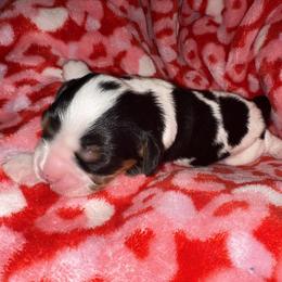 Cavalier King Charles Spaniel Puppies from Jamie Forrest