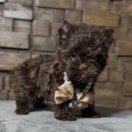 GeMini - Liver male Yorkshire Terrier puppy in Prosper, Texas from DaintyDawlz