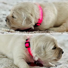 Miss Pink - Light golden female Golden Retriever puppy in Pocatello, Idaho from Dusk View Golden Retrievers