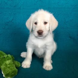 Goldendoodle and Labradoodle Puppies from Endless Pawsabilities Breeding and Training