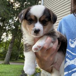 Patriot - Black and tan male Pembroke Welsh Corgi puppy in Arcanum, Ohio from Weissway Corgis