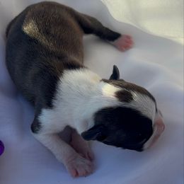Girl 2 purple - Black brindle and white female Boston Terrier puppy in Sunnyside, Washington from Boston Terriers