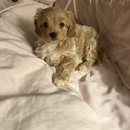 Cavapoo, Cockapoo, Goldendoodle, and Maltipoo Puppies from Perdue Puppies