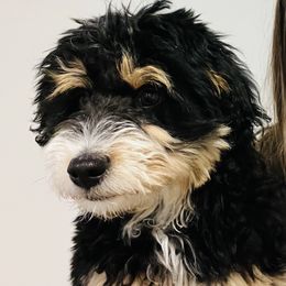 Aussiedoodle All Grown Up from White Pine Farm