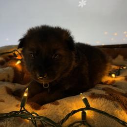 German Shepherd Puppies from Legacy K9’s