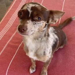 Butterfly - Chihuahua