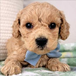 Waffles - Apricot male Goldendoodle puppy in Temecula, California from Oodles O'Doodles
