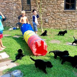 German Shepherd Puppies from Ransomshire Shepherds