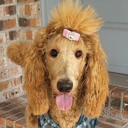 Goldendoodles and Poodles from Poodle Doodle World