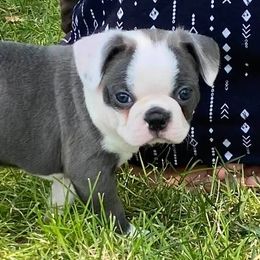 Boston Terriers from Little Pawz Furrever
