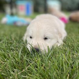 Golden Retriever Puppies from Crescent View Goldens