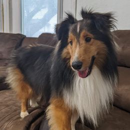 Holden - Shetland Sheepdog