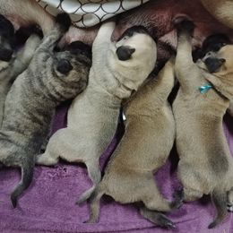 Mastiff and Neapolitan Mastiff Puppies from Sims English Mastiffs