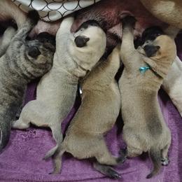 Mastiff and Neapolitan Mastiff Puppies from Sims English Mastiffs