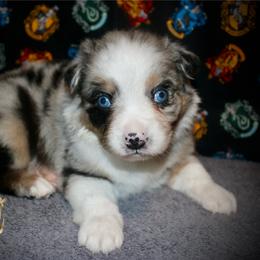 Thyme - Blue merle male Australian Shepherd puppy in El Dorado Springs, Missouri from HP Aussie Kennels
