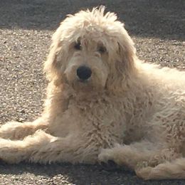 Bernedoodle, Goldendoodle, and Aussiedoodle All Grown Up from Arizona Goldendoodles